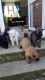 Belgian Shepherd Dog (Malinois) Puppies for sale in Jersey City, NJ, USA. price: NA