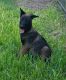 Belgian Shepherd Dog (Malinois) Puppies for sale in San Antonio, TX, USA. price: $850
