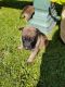 Belgian Shepherd Dog (Malinois) Puppies for sale in Seattle, WA 98185, USA. price: $500