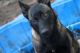 Belgian Shepherd Dog (Malinois) Puppies for sale in Cartersville, GA, USA. price: $950