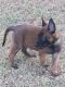 Belgian Shepherd Dog (Malinois) Puppies for sale in El Centro, CA, USA. price: NA