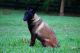 Belgian Shepherd Dog (Malinois) Puppies for sale in Noble, OK, USA. price: $1,500