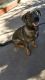Belgian Shepherd Dog (Malinois) Puppies for sale in Mt Prospect, IL, USA. price: NA