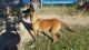 Belgian Shepherd Dog (Malinois) Puppies for sale in North Chesterfield, Richmond, VA 23234, USA. price: NA