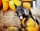 Belgian Shepherd Dog (Malinois) Puppies for sale in San Antonio, TX, USA. price: $1,500