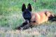 Belgian Shepherd Dog (Malinois) Puppies for sale in Noble, OK, USA. price: $1,200