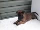 Belgian Shepherd Dog (Malinois) Puppies for sale in Vallejo, CA, USA. price: $1,000