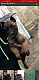 Belgian Shepherd Dog (Malinois) Puppies for sale in Waverly Hall, GA 31831, USA. price: $700
