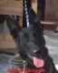 Belgian Shepherd Dog (Malinois) Puppies for sale in Little Rock, AR 72207, USA. price: NA