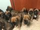 Belgian Shepherd Dog (Malinois) Puppies for sale in OH-132, New Richmond, OH 45157, USA. price: $1,100