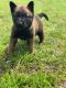 Belgian Shepherd Dog (Malinois) Puppies for sale in Quinlan, TX 75474, USA. price: $1,100