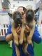 Belgian Shepherd Dog (Malinois) Puppies for sale in Fort Lauderdale, FL 33312, USA. price: NA