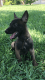 Belgian Shepherd Dog (Malinois) Puppies for sale in Palmhurst, TX, USA. price: $1,800