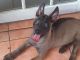 Belgian Shepherd Dog (Malinois) Puppies for sale in Hialeah, FL 33018, USA. price: NA