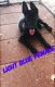 Belgian Shepherd Dog (Malinois) Puppies for sale in Palmhurst, TX, USA. price: $1,900