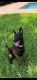 Belgian Shepherd Dog (Malinois) Puppies for sale in Palmhurst, TX, USA. price: $1,500