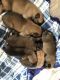 Belgian Shepherd Dog (Malinois) Puppies for sale in Red Bluff, CA 96080, USA. price: NA