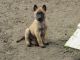 Belgian Shepherd Dog (Malinois) Puppies for sale in Vallejo, CA, USA. price: $850