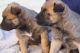 Belgian Shepherd Dog (Malinois) Puppies for sale in Noble, OK, USA. price: $1,000