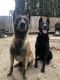 Belgian Shepherd Dog (Malinois) Puppies for sale in Vacaville, CA, USA. price: NA