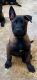 Belgian Shepherd Dog (Malinois) Puppies for sale in Palmhurst, TX, USA. price: $2,000