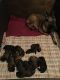 Belgian Shepherd Dog (Malinois) Puppies for sale in Fort Lauderdale, FL, USA. price: NA