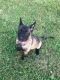 Belgian Shepherd Dog (Malinois) Puppies for sale in League City, TX 77573, USA. price: NA