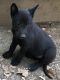 Belgian Shepherd Dog (Malinois) Puppies for sale in Vacaville, CA, USA. price: $1,200