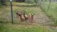 Belgian Shepherd Dog (Malinois) Puppies for sale in Melrose, OH, USA. price: NA