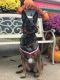 Belgian Shepherd Dog (Malinois) Puppies for sale in Melrose, OH, USA. price: $500