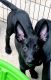 Belgian Shepherd Dog (Malinois) Puppies for sale in Haines City, FL, USA. price: $1,150