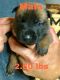 Belgian Shepherd Dog (Malinois) Puppies for sale in Prescott Valley, AZ, USA. price: NA