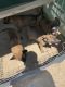 Belgian Shepherd Dog (Malinois) Puppies for sale in Oro Grande, CA 92368, USA. price: NA