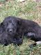 Belgian Shepherd Dog (Malinois) Puppies for sale in Winston-Salem, NC, USA. price: NA