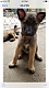 Belgian Shepherd Dog (Malinois) Puppies for sale in Aurora, IL, USA. price: NA