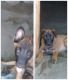 Belgian Shepherd Dog (Malinois) Puppies for sale in Colton, CA, USA. price: NA