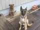 Belgian Shepherd Dog (Malinois) Puppies for sale in Alamo Heights, TX 78209, USA. price: $300