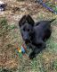 Belgian Shepherd Dog (Malinois) Puppies for sale in 32604 Tyndall Rd, Wesley Chapel, FL 33545, USA. price: NA