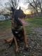Belgian Shepherd Dog (Malinois) Puppies for sale in Plainfield, IL, USA. price: NA