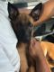 Belgian Shepherd Dog (Malinois) Puppies for sale in Litchfield, CT, USA. price: NA