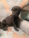 Belgian Shepherd Dog (Malinois) Puppies for sale in Rockland County, NY, USA. price: NA