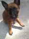 Belgian Shepherd Dog (Malinois) Puppies for sale in Fort Worth, TX, USA. price: NA