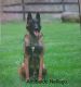 Belgian Shepherd Dog (Malinois) Puppies for sale in Centerburg, OH 43011, USA. price: NA