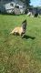 Belgian Shepherd Dog (Malinois) Puppies for sale in West Union, OH 45693, USA. price: $1,000