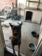 Belgian Shepherd Dog (Malinois) Puppies for sale in Red Oak, TX, USA. price: NA