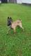 Belgian Shepherd Dog (Malinois) Puppies for sale in West Union, OH 45693, USA. price: NA