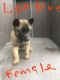Belgian Shepherd Dog (Malinois) Puppies for sale in Brownsville, TX, USA. price: NA