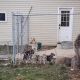 Belgian Shepherd Dog (Malinois) Puppies for sale in 4864 Georgetown Verona Rd, Lewisburg, OH 45338, USA. price: $500