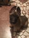 Belgian Shepherd Dog (Malinois) Puppies for sale in East Palo Alto, CA, USA. price: NA