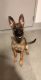 Belgian Shepherd Dog (Malinois) Puppies for sale in 1 River Pl, Lowell, MA 01852, USA. price: $1,199